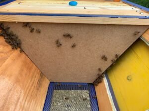 whatsapp image 2024 06 28 a 08.56.17 b196e6f4