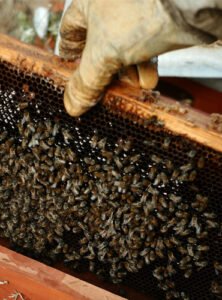 image service initiation2