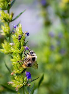 image service perfectionnement